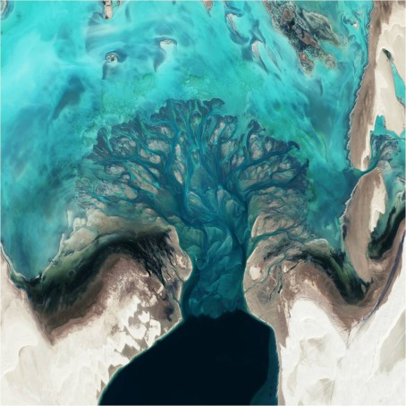 Tidal Tree